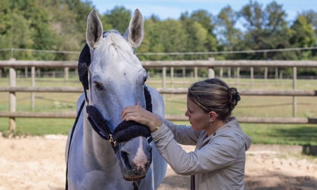 Ostéopathie équine cheval blanc en extérieur